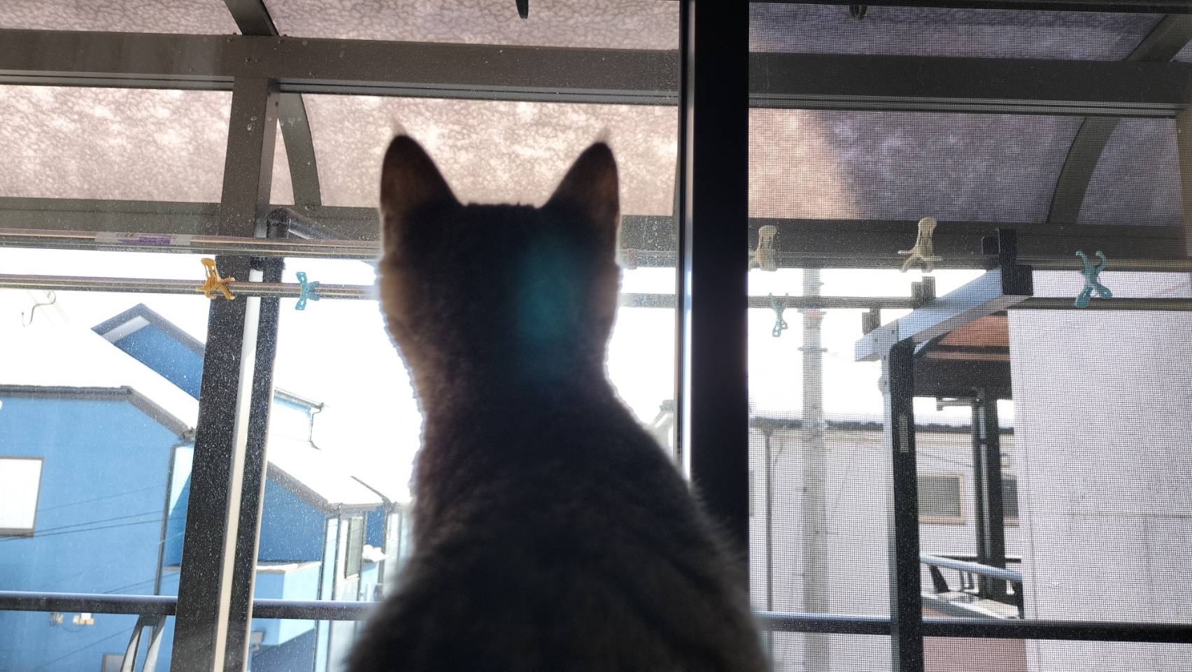 窓の外を眺めるレオ